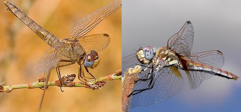 Qualche odonato da Vulcano: Sympetrum fonscolombii